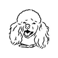 desenho vetorial de cachorro poodle vetor