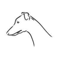 desenho vetorial de galgo vetor