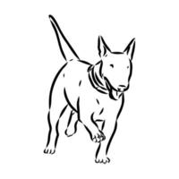 desenho vetorial de bull terrier vetor