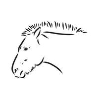 desenho vetorial de cavalo de przewalski vetor