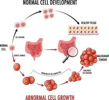 diagrama mostrando o desenvolvimento celular normal vetor