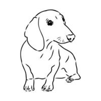 desenho vetorial de dachshund vetor