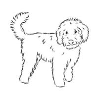 desenho vetorial de poodle australiano vetor