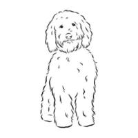 desenho vetorial de poodle australiano vetor