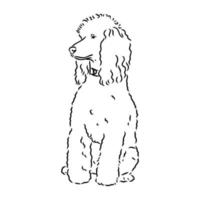 desenho vetorial de cachorro poodle vetor