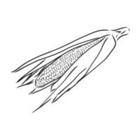desenho vetorial de milho vetor