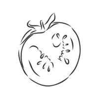 desenho vetorial de tomate vetor