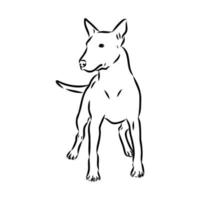 desenho vetorial de bull terrier vetor