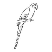 desenho vetorial de papagaio vetor