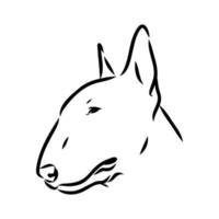 desenho vetorial de bull terrier vetor