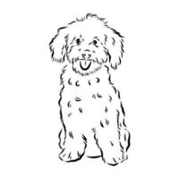 desenho vetorial de poodle australiano vetor