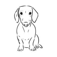 desenho vetorial de dachshund vetor