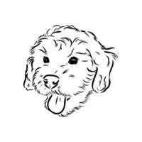 desenho vetorial de poodle australiano vetor