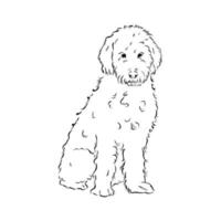 desenho vetorial de poodle australiano vetor