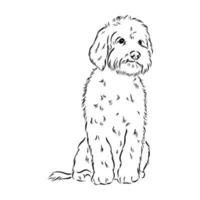desenho vetorial de poodle australiano