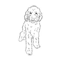 desenho vetorial de poodle australiano vetor