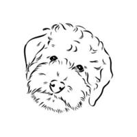 desenho vetorial de poodle australiano vetor