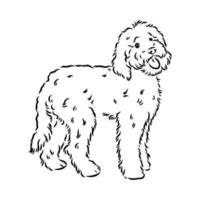 desenho vetorial de poodle australiano