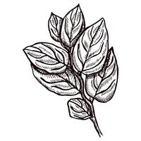 ramo de folhagem gravado em fundo branco isolado. galho botânico vintage com folhas em estilo desenhado à mão. vetor