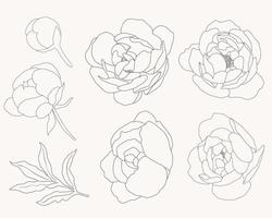 coleção de elementos de buquê de flores de peônia de arte de linha doodle vetor