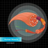 estrutura de anatomia do músculo humano vetor