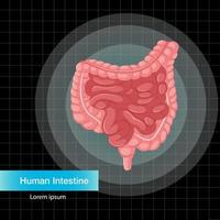 órgão interno humano com intestino vetor