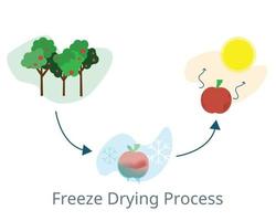 processo de liofilização para congelar e secar frutas antes de vender vetor