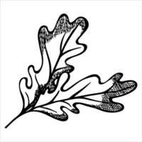 folha de carvalho desenhada de mão vetorial. ilustração de outono isolada no fundo branco. clipart botânico detalhado. vetor