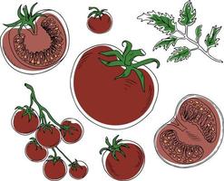 tomates de vetor colorido vermelho definido no estilo doodle simples sobre fundo branco. ilustração vetorial