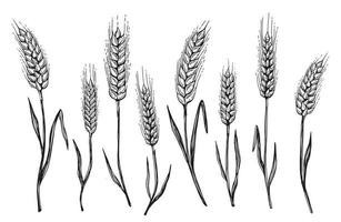 orelhas de pão de trigo mão desenhada ilustração vetorial. vetor