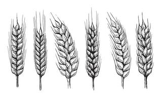 orelhas de pão de trigo mão desenhada ilustração vetorial.