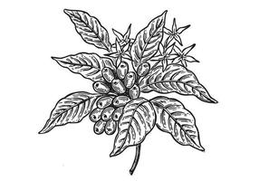 ilustração de mão desenhada de árvore de café. vetor