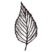 folha de árvore gravada em fundo branco isolado. folhagem de outono botânica vintage em estilo desenhado à mão. vetor