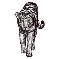 tigre andando gravado em fundo branco isolado... animais selvagens vintage em estilo desenhado à mão. vetor