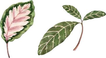 conjunto botânico de folhas tropicais, ilustração em aquarela. vetor