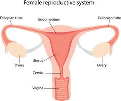 ilustração esquemática do sistema reprodutor feminino vetor