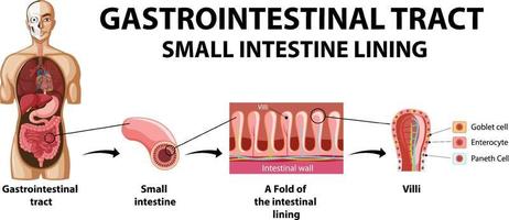 diagrama mostrando o trato gastrointestinal em humanos vetor