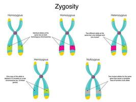 diagrama de zigosidade cromossômica vetor