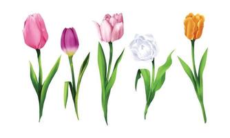 conjunto de tinta de flores de tulipa para ilustração vetorial de decoração de banner de festival vetor