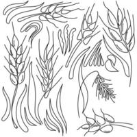 conjunto de espigas vetoriais doodle, detalhes de ervas para design vetor