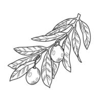 ilustração monocromática. galho de oliveira com veias e bagas de azeitona, linha, ilustração botânica vetorial natural, elemento decorativo vetor