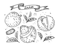 fruta de lichia, doodle de estilo de esboço desenhado à mão. lichia, sementes e folhas, isoladas no fundo branco na cor. fruta. ilustração vetorial simples vetor