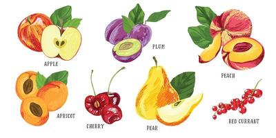 conjunto de frutas do jardim, maçãs vermelhas e groselha vetor