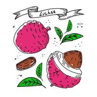 fruta de lichia, doodle de estilo de esboço desenhado à mão. lichia, sementes e folhas, isoladas no fundo branco na cor. fruta. ilustração vetorial simples