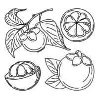 conjunto de frutas e folhas de mangostão, elementos de doodle desenhados à mão no estilo de desenho. fruta exótica. Tailândia. ilustração vetorial vetor