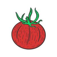 único tomate vermelho gravado à mão vetor