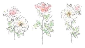 coleção de elementos de buquê de flores rosas de arte de linha de doodle aquarela solta vetor