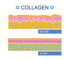 colágeno, vetor de proteção da pele