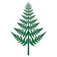 folha verde de samambaia como planta vascular com caule e folhas complexas folhas de plantas de arbustos. ervas da floresta tropical. decoração em fundo branco. ilustração vetorial vetor