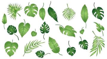 conjunto de folhas exóticas tropicais de diferentes tipos. plantas da selva. folhas de hibisco, monstera e folhas de palmeira. ilustração vetorial botânica realista isolada no fundo branco vetor